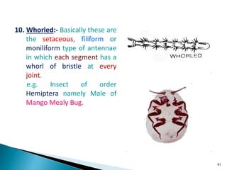 insect morphology and physiology of insect | PPTX