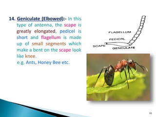 insect morphology and physiology of insect | PPTX