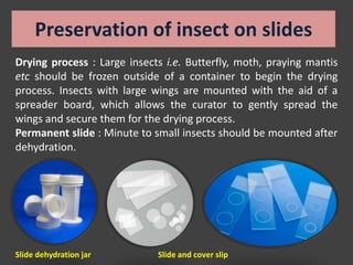Entomology Laboratory at a glance (Slides 103) | PPTX