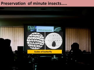 Entomology Laboratory at a glance (Slides 103) | PPTX
