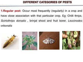 DIFFERENT CATEGORIES OF PESTS
1.Regular pest: Occur most frequently (regularly) in a crop and
have close association with that particular crop. Eg: Chilli thrips,
Scirtothrips dorsalis , brinjal shoot and fruit borer, Leucinodes
orbonalis
 