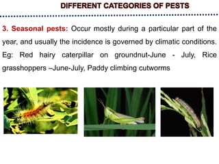 DIFFERENT CATEGORIES OF PESTS
3. Seasonal pests: Occur mostly during a particular part of the
year, and usually the incidence is governed by climatic conditions.
Eg: Red hairy caterpillar on groundnut-June - July, Rice
grasshoppers –June-July, Paddy climbing cutworms
 