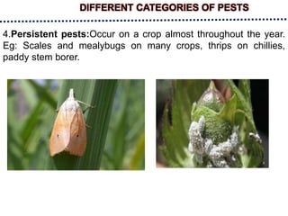 DIFFERENT CATEGORIES OF PESTS
4.Persistent pests:Occur on a crop almost throughout the year.
Eg: Scales and mealybugs on many crops, thrips on chillies,
paddy stem borer.
 
