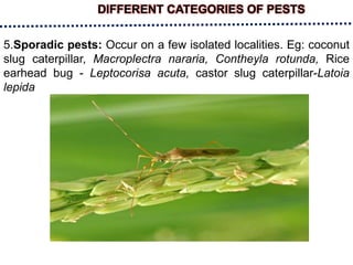 DIFFERENT CATEGORIES OF PESTS
5.Sporadic pests: Occur on a few isolated localities. Eg: coconut
slug caterpillar, Macroplectra nararia, Contheyla rotunda, Rice
earhead bug - Leptocorisa acuta, castor slug caterpillar-Latoia
lepida
 