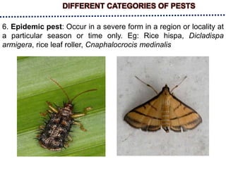 DIFFERENT CATEGORIES OF PESTS
6. Epidemic pest: Occur in a severe form in a region or locality at
a particular season or time only. Eg: Rice hispa, Dicladispa
armigera, rice leaf roller, Cnaphalocrocis medinalis
 
