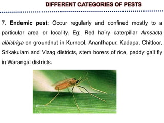 DIFFERENT CATEGORIES OF PESTS
7. Endemic pest: Occur regularly and confined mostly to a
particular area or locality. Eg: Red hairy caterpillar Amsacta
albistriga on groundnut in Kurnool, Ananthapur, Kadapa, Chittoor,
Srikakulam and Vizag districts, stem borers of rice, paddy gall fly
in Warangal districts.
 