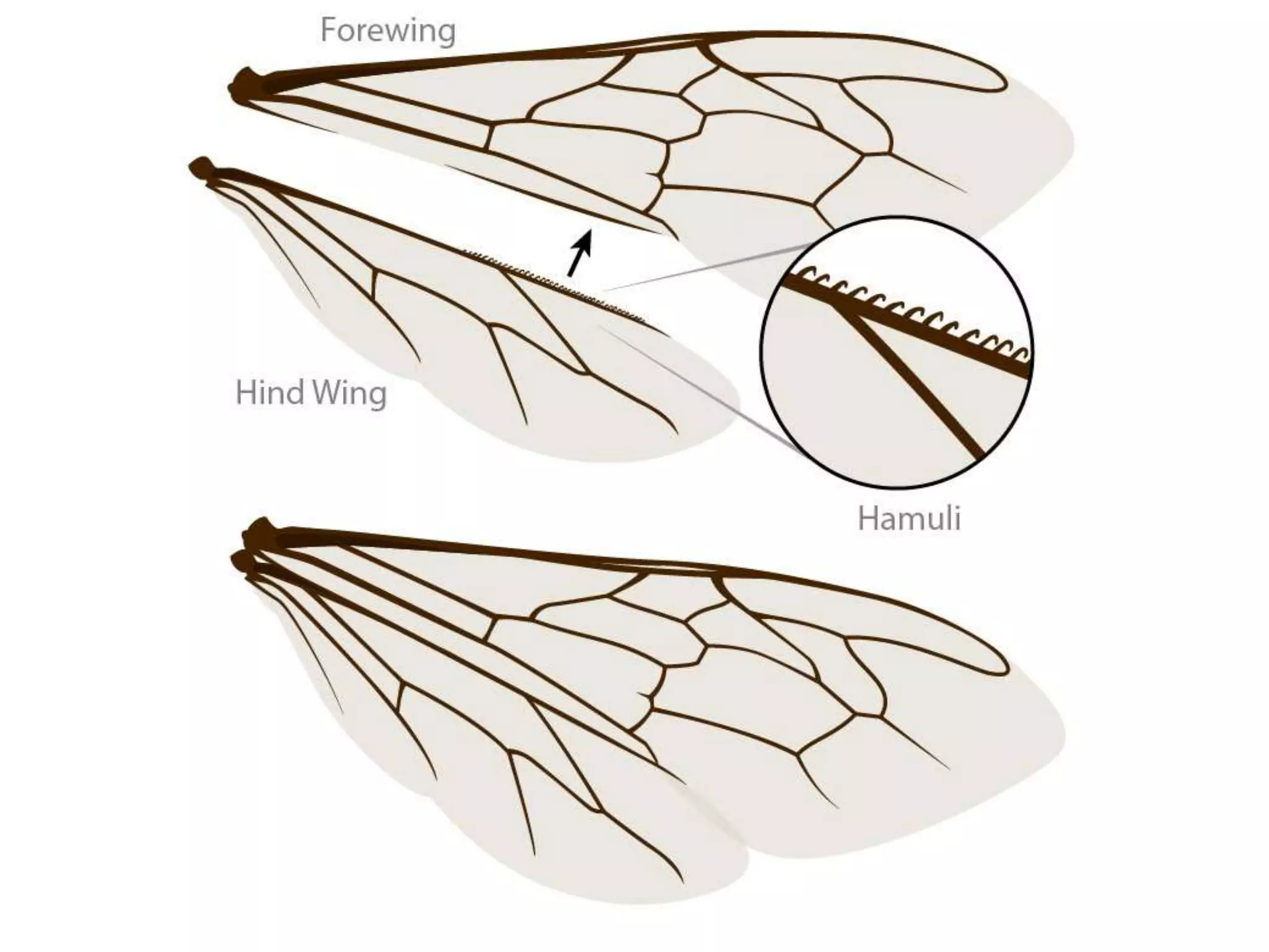 ENTO 332_Lec No.2_Morphology of Honey Bees.pptx