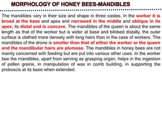 MORPHOLOGY OF HONEY BEES-MANDIBLES
The mandibles vary in their size and shape in three castes. In the worker it is
broad at the base and apex and narrowed in the middle and oblique in its
apex; its distal end is concave. The mandibles of the queen is about the same
length as that of the worker but is wider at base and bilobed distally, the outer
surface is clothed more densely with long hairs than in the case of workers. The
mandibles of the drone is smaller than that of either the worker or the queen
and the mandibular hairs are plumose. The mandibles in honey bees are not
mainly concerned with feeding but are put into various other uses. In the worker
bee the mandibles, apart from serving as grasping organ, helps in the ingestion
of pollen grains, in manipulation of wax in comb building, in supporting the
proboscis at its base when extended.
 