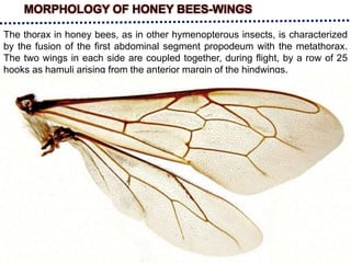 The thorax in honey bees, as in other hymenopterous insects, is characterized
by the fusion of the first abdominal segment propodeum with the metathorax.
The two wings in each side are coupled together, during flight, by a row of 25
hooks as hamuli arising from the anterior margin of the hindwings.
MORPHOLOGY OF HONEY BEES-WINGS
 