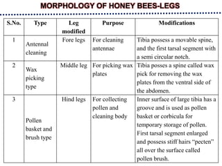 MORPHOLOGY OF HONEY BEES-LEGS
S.No. Type Leg
modified
Purpose Modifications
1
Antennal
cleaning
Fore legs For cleaning
antennae
Tibia possess a movable spine,
and the first tarsal segment with
a semi circular notch.
2
Wax
picking
type
Middle leg For picking wax
plates
Tibia posses a spine called wax
pick for removing the wax
plates from the ventral side of
the abdomen.
3
Pollen
basket and
brush type
Hind legs For collecting
pollen and
cleaning body
Inner surface of large tibia has a
groove and is used as pollen
basket or corbicula for
temporary storage of pollen.
First tarsal segment enlarged
and possess stiff hairs “pecten”
all over the surface called
pollen brush.
 