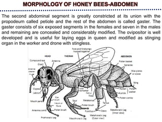 MORPHOLOGY OF HONEY BEES-ABDOMEN
The second abdominal segment is greatly constricted at its union with the
propodeum called petiole and the rest of the abdomen is called gaster. The
gaster consists of six exposed segments in the females and seven in the males
and remaining are concealed and considerably modified. The ovipositor is well
developed and is useful for laying eggs in queen and modified as stinging
organ in the worker and drone with stingless.
 