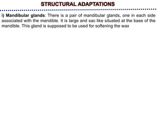 STRUCTURAL ADAPTATIONS
i) Mandibular glands: There is a pair of mandibular glands, one in each side
associated with the mandible. It is large and sac like situated at the base of the
mandible. This gland is supposed to be used for softening the wax
 