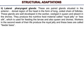 STRUCTURAL ADAPTATIONS
ii) Lateral pharyngeal glands: These are paired glands situated in the
anterior - dorsal region of the head in the form of long, coiled chain of follicles.
These glands are well developed in the worker, vestigial in queen and absent in
the drones. They produce the nutritive food material called “royal jelly” or “bee
silk”, which is used for feeding the larvae and also queen and drones. Workers
in the second week of their life produce the royal jelly and these bees are called
“feeder bees”.
 