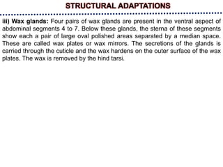 iii) Wax glands: Four pairs of wax glands are present in the ventral aspect of
abdominal segments 4 to 7. Below these glands, the sterna of these segments
show each a pair of large oval polished areas separated by a median space.
These are called wax plates or wax mirrors. The secretions of the glands is
carried through the cuticle and the wax hardens on the outer surface of the wax
plates. The wax is removed by the hind tarsi.
STRUCTURAL ADAPTATIONS
 