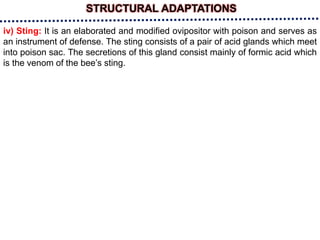 iv) Sting: It is an elaborated and modified ovipositor with poison and serves as
an instrument of defense. The sting consists of a pair of acid glands which meet
into poison sac. The secretions of this gland consist mainly of formic acid which
is the venom of the bee’s sting.
STRUCTURAL ADAPTATIONS
 