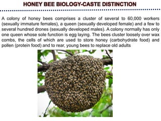 HONEY BEE BIOLOGY-CASTE DISTINCTION
A colony of honey bees comprises a cluster of several to 60,000 workers
(sexually immature females), a queen (sexually developed female) and a few to
several hundred drones (sexually developed males). A colony normally has only
one queen whose sole function is egg laying. The bees cluster loosely over wax
combs, the cells of which are used to store honey (carbohydrate food) and
pollen (protein food) and to rear, young bees to replace old adults
 