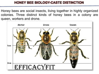 HONEY BEE BIOLOGY-CASTE DISTINCTION
Honey bees are social insects, living together in highly organized
colonies. Three distinct kinds of honey bees in a colony are
queen, workers and drone.
 