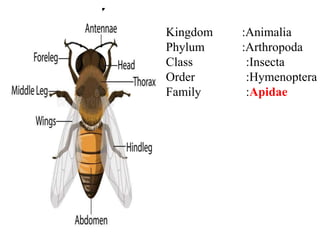 Kingdom :Animalia
Phylum :Arthropoda
Class :Insecta
Order :Hymenoptera
Family :Apidae
 