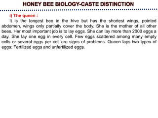 HONEY BEE BIOLOGY-CASTE DISTINCTION
i) The queen :
It is the longest bee in the hive but has the shortest wings, pointed
abdomen, wings only partially cover the body. She is the mother of all other
bees. Her most important job is to lay eggs. She can lay more than 2000 eggs a
day. She lay one egg in every cell. Few eggs scattered among many empty
cells or several eggs per cell are signs of problems. Queen lays two types of
eggs: Fertilized eggs and unfertilized eggs.
 