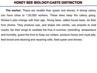 HONEY BEE BIOLOGY-CASTE DISTINCTION
The worker: These are smaller than queen and drones. A strong colony
can have close to 1,00,000 workers. These bees keep the colony going.
Worker’s jobs change with their age. Young bees, called house bees, do their
hive chores. They produce wax, and shape into combs, use propolis to seal
cracks, fan their wings to ventilate the hive in summer, controlling temperature
and humidity, guard the hive to keep out raiders, produce honey and royal jelly,
feed brood and cleaning and repairing cells, feed queen and drones.
 