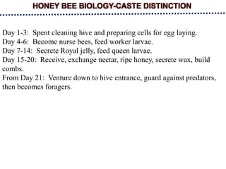 HONEY BEE BIOLOGY-CASTE DISTINCTION
Day 1-3: Spent cleaning hive and preparing cells for egg laying.
Day 4-6: Become nurse bees, feed worker larvae.
Day 7-14: Secrete Royal jelly, feed queen larvae.
Day 15-20: Receive, exchange nectar, ripe honey, secrete wax, build
combs.
From Day 21: Venture down to hive entrance, guard against predators,
then becomes foragers.
 