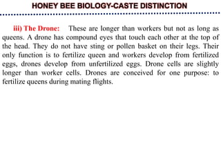 HONEY BEE BIOLOGY-CASTE DISTINCTION
iii) The Drone: These are longer than workers but not as long as
queens. A drone has compound eyes that touch each other at the top of
the head. They do not have sting or pollen basket on their legs. Their
only function is to fertilize queen and workers develop from fertilized
eggs, drones develop from unfertilized eggs. Drone cells are slightly
longer than worker cells. Drones are conceived for one purpose: to
fertilize queens during mating flights.
 