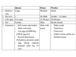 Queen Drone Worker
1. Relative
size
Large Medium Small
1. Per hive 1 50-2000 20,000 – 2.0 lakhs
1. Life span 4-5 years 21-90 days 20-40 days
1. Sex Female Male Sterile female
1. Functions - Kill sisters and mother
- Mate with male
- Lay eggs @2000/day
(200 K eggs/yr)
- Secrete pheromone
(9-hydorxy decenoic acid)
- Egg laying capacity
declines after her 2nd
year
Mate with
queen
- Make comb
- Tend larva
- Clean hive
- Gather nectar, pollen etc.
- Defend colony
 