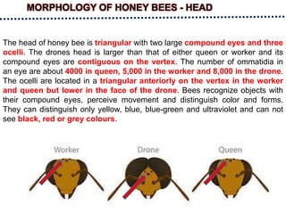 MORPHOLOGY OF HONEY BEES - HEAD
The head of honey bee is triangular with two large compound eyes and three
ocelli. The drones head is larger than that of either queen or worker and its
compound eyes are contiguous on the vertex. The number of ommatidia in
an eye are about 4000 in queen, 5,000 in the worker and 8,000 in the drone.
The ocelli are located in a triangular anteriorly on the vertex in the worker
and queen but lower in the face of the drone. Bees recognize objects with
their compound eyes, perceive movement and distinguish color and forms.
They can distinguish only yellow, blue, blue-green and ultraviolet and can not
see black, red or grey colours.
 