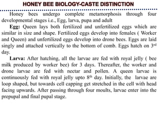HONEY BEE BIOLOGY-CASTE DISTINCTION
Honey bees undergo complete metamorphosis through four
developmental stages i.e., Egg, larva, pupa and adult
Egg: Queen lays both fertilized and unfertilized eggs which are
similar in size and shape. Fertilized eggs develop into females ( Worker
and Queen) and unfertilized eggs develop into drone bees. Eggs are laid
singly and attached vertically to the bottom of comb. Eggs hatch on 3rd
day.
Larva: After hatching, all the larvae are fed with royal jelly ( bee
milk produced by worker bee) for 3 days. Thereafter, the worker and
drone larvae are fed with nectar and pollen. A queen larvae is
continuously fed with royal jelly upto 8th day. Initially, the larvae are
loop shaped, but towards cell capping get stretched in the cell with head
facing upwards. After passing through four moults, larvae enter into the
prepupal and final pupal stage.
 