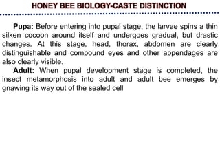 HONEY BEE BIOLOGY-CASTE DISTINCTION
Pupa: Before entering into pupal stage, the larvae spins a thin
silken cocoon around itself and undergoes gradual, but drastic
changes. At this stage, head, thorax, abdomen are clearly
distinguishable and compound eyes and other appendages are
also clearly visible.
Adult: When pupal development stage is completed, the
insect metamorphosis into adult and adult bee emerges by
gnawing its way out of the sealed cell
 