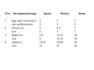 S.No
.
Developmental stage Queen Worker Drone
1 Egg- Apis cerena (A.c) 3 3 3
Apis mellifera(A,m) 3 3 3
2 Larvae- A.c 5 4-5 7
A.m 5 5 7
3 Pupae-A.c 7-8 11-12 14
A.m 8 12-13 14
4 Adult-A.c 15-16 18-20 24
A.m 16 21 24
 