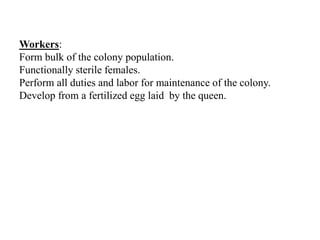 Workers:
Form bulk of the colony population.
Functionally sterile females.
Perform all duties and labor for maintenance of the colony.
Develop from a fertilized egg laid by the queen.
 