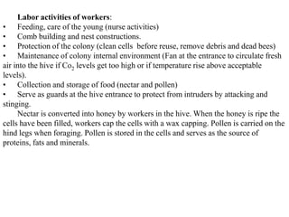 Labor activities of workers:
• Feeding, care of the young (nurse activities)
• Comb building and nest constructions.
• Protection of the colony (clean cells before reuse, remove debris and dead bees)
• Maintenance of colony internal environment (Fan at the entrance to circulate fresh
air into the hive if Co2 levels get too high or if temperature rise above acceptable
levels).
• Collection and storage of food (nectar and pollen)
• Serve as guards at the hive entrance to protect from intruders by attacking and
stinging.
Nectar is converted into honey by workers in the hive. When the honey is ripe the
cells have been filled, workers cap the cells with a wax capping. Pollen is carried on the
hind legs when foraging. Pollen is stored in the cells and serves as the source of
proteins, fats and minerals.
 