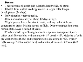 Drones:
• These are males larger than workers, larger eyes, no sting.
• It hatch from unfertilized egg reared in larger cells, longer
development (24 days)
• Only function – reproductive.
• Reach sexual maturity at about 12 days of age.
Virgin queens leave the hive to mate, seeking males at drone
congregation areas. Mating occurs in flight. Drone congregation areas
remain stable over a period of years.
Comb is made up of hexagonal cells – optimal arrangement, cells
offset on different sides with an angle 9-140 usually 130. Majority of cells
are worker cells (83%) and remaining cells are drone (17%). Worker
cells average 5.23 mm (5-6 mm) in diameter, drone cells 6.2 mm (6-7
mm).
 