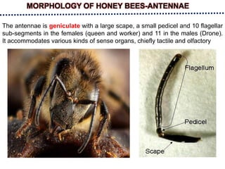 MORPHOLOGY OF HONEY BEES-ANTENNAE
The antennae is geniculate with a large scape, a small pedicel and 10 flagellar
sub-segments in the females (queen and worker) and 11 in the males (Drone).
It accommodates various kinds of sense organs, chiefly tactile and olfactory
 