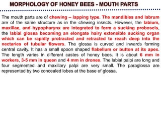 MORPHOLOGY OF HONEY BEES - MOUTH PARTS
The mouth parts are of chewing – lapping type. The mandibles and labrum
are of the same structure as in the chewing insects. However, the labium,
maxillae, and hypopharynx are integrated to form a sucking proboscis,
the labial glossa becoming an elongate hairy extensible sucking organ
which can be rapidly protracted and retracted to reach deep into the
nectaries of tubular flowers. The glossa is curved and inwards forming
central cavity. It has a small spoon shaped flabellum or button at its apex.
The length varies in different castes of honey bees. It is about 6 mm in
workers, 3-5 mm in queen and 4 mm in drones. The labial palpi are long and
four segmented and maxillary palpi are very small. The paraglossa are
represented by two concealed lobes at the base of glossa.
 