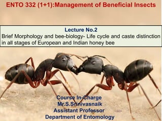 Course In-Charge
Mr.S.Srinivasnaik
Assistant Professor
Department of Entomology
Lecture No.2
Brief Morphology and bee-biology- Life cycle and caste distinction
in all stages of European and Indian honey bee
ENTO 332 (1+1):Management of Beneficial Insects
 
