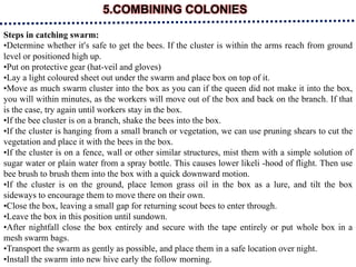 5.COMBINING COLONIES
Steps in catching swarm:
•Determine whether it’s safe to get the bees. If the cluster is within the arms reach from ground
level or positioned high up.
•Put on protective gear (hat-veil and gloves)
•Lay a light coloured sheet out under the swarm and place box on top of it.
•Move as much swarm cluster into the box as you can if the queen did not make it into the box,
you will within minutes, as the workers will move out of the box and back on the branch. If that
is the case, try again until workers stay in the box.
•If the bee cluster is on a branch, shake the bees into the box.
•If the cluster is hanging from a small branch or vegetation, we can use pruning shears to cut the
vegetation and place it with the bees in the box.
•If the cluster is on a fence, wall or other similar structures, mist them with a simple solution of
sugar water or plain water from a spray bottle. This causes lower likeli -hood of flight. Then use
bee brush to brush them into the box with a quick downward motion.
•If the cluster is on the ground, place lemon grass oil in the box as a lure, and tilt the box
sideways to encourage them to move there on their own.
•Close the box, leaving a small gap for returning scout bees to enter through.
•Leave the box in this position until sundown.
•After nightfall close the box entirely and secure with the tape entirely or put whole box in a
mesh swarm bags.
•Transport the swarm as gently as possible, and place them in a safe location over night.
•Install the swarm into new hive early the follow morning.
 