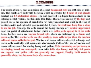 2.COMBING
The comb of honey bees comprises of several haxagonal cells on both side of mid-
rib. The combs are built with beeswax which is secreted by 4 pairs of wax glands
located on 4-7 abdominal sterna. The wax secreted is a liquid form collects in the
intersegmental regions, hardens into thin flakes that are picked up by the legs and
passed on to the spatula of mandibles for being kneaded and stuck to the top of
nesting cavity and extended downwards bit by bits. Several bees hang like a sting
to do the job. Usually, the cells meant for honey storage are located uppermost
near the point of attachment below which are pollen cells spread in 5 cm wide
band, further down are worker brood cells which are followed by a drone and
queen cells. The worker cells are the smallest, done cells larger than the worker
cells and queen cells the largest. Worker and drone cells are directed sideways and
queen cells vertically with open ends downwards. Cells of the size of worker and
drone cells are used for storing honey and pollen. Cells containing unripe honey or
developing brood are uncapped; those with fully ripe honey and fully fed grubs
are capped, and pollen cells are generally not capped. Freshly built comb is
generally white, but becomes dark after some time.
 