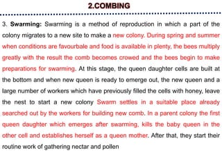 2.COMBING
3. Swarming: Swarming is a method of reproduction in which a part of the
colony migrates to a new site to make a new colony. During spring and summer
when conditions are favourbale and food is available in plenty, the bees multiply
greatly with the result the comb becomes crowed and the bees begin to make
preparations for swarming. At this stage, the queen daughter cells are built at
the bottom and when new queen is ready to emerge out, the new queen and a
large number of workers which have previously filled the cells with honey, leave
the nest to start a new colony Swarm settles in a suitable place already
searched out by the workers for building new comb. In a parent colony the first
queen daughter which emerges after swarming, kills the baby queen in the
other cell and establishes herself as a queen mother. After that, they start their
routine work of gathering nectar and pollen
 