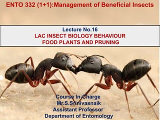Course In-Charge
Mr.S.Srinivasnaik
Assistant Professor
Department of Entomology
Lecture No.16
LAC INSECT BIOLOGY BEHAVIOUR
FOOD PLANTS AND PRUNING
ENTO 332 (1+1):Management of Beneficial Insects
 