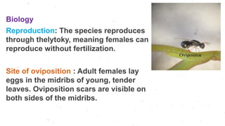 Pests of neem and eucalyptus Presentation.pptx