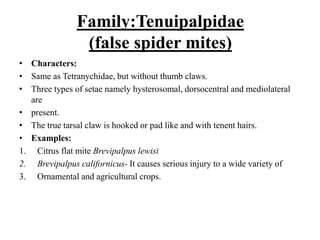 Family:Tenuipalpidae
(false spider mites)
• Characters:
• Same as Tetranychidae, but without thumb claws.
• Three types of setae namely hysterosomal, dorsocentral and mediolateral
are
• present.
• The true tarsal claw is hooked or pad like and with tenent hairs.
• Examples:
1. Citrus flat mite Brevipalpus lewisi
2. Brevipalpus californicus- It causes serious injury to a wide variety of
3. Ornamental and agricultural crops.
 