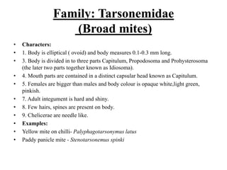Family: Tarsonemidae
(Broad mites)
• Characters:
• 1. Body is elliptical ( ovoid) and body measures 0.1-0.3 mm long.
• 3. Body is divided in to three parts Capitulum, Propodosoma and Prohysterosoma
(the later two parts together known as Idiosoma).
• 4. Mouth parts are contained in a distinct capsular head known as Capitulum.
• 5. Females are bigger than males and body colour is opaque white,light green,
pinkish.
• 7. Adult integument is hard and shiny.
• 8. Few hairs, spines are present on body.
• 9. Chelicerae are needle like.
• Examples:
• Yellow mite on chilli- Palyphagotarsonymus latus
• Paddy panicle mite - Stenotarsonemus spinki
 