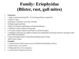 Family: Eriophyidae
(Blister, rust, gall mites)
• Characters:
• 1. Body is minute measuring 0.08 – 0.2 mm long and body is segmented
• 2. Body is 2 types:
• a) Elongate ( vermiform), worm like, soft body
• b) Wedge shaped, hard body
• 3.Body is divided into cephalothorax and tapering abdomen.
• 5. Abdomen is finely striated with long setae.
• 6. Two pairs of legs on anterior end of body ( in all the life stages)
• 7. Pedipalpi or chelicerae are capable of making some independent movements and form a telescope or fold
base.No thrusting stylopore.
• 8. Egg, Protonymph (2 pairs of legs),Deuteronymph (2 pairs of legs)
• Adult (2 pairs of legs)
• Examples:
• 1. Citrus rust mite- Phyllocoptruta oleivora ( Pinkish brown blotches on fruits ).
• 2. Jasmine mite- Aceria jasmini
• 3. Mango gall mite- Aceria mangiferae
• 4. coconut mite- Eriophyes guerreronis
 
