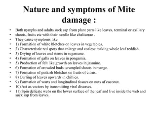 Nature and symptoms of Mite
damage :
• Both nymphs and adults suck sap from plant parts like leaves, terminal or axillary
• shoots, fruits etc with their needle like chelicerae .
• They cause symptoms like
• 1) Formation of white blotches on leaves in vegetables.
• 2) Characteristic red spots that enlarge and coalese making whole leaf reddish.
• 3) Drying of leaves and stems in sugarcane.
• 4) Formation of galls on leaves in pongamia.
• 5) Production of felt like growth on leaves in jasmine.
• 6) Formation of crowded buds ,crumpled shoots in mango.
• 7) Formation of pinkish blotches on fruits of citrus.
• 8) Curling of leaves upwards in chillies.
• 9) Formation of warts and longitudinal tissues on nuts of coconut.
• 10) Act as vectors by transmitting viral diseases.
• 11) Spin delicate webs on the lower surface of the leaf and live inside the web and
suck sap from leaves.
 