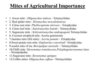 Mites of Agricultural Importance
• 1. Jowar mite : Oligonychus indicus - Tetranychidae
• 2. Red spider mite : Tetranychus neocaledonicus
• 3. Citrus rust mite :Phyllocoptruta oleivora – Eriophyidae
• 4. Citrus leaf mite : Eutetranychus banski - Tetranychidae
• 5. Sugarcane mite : Schizotetranychus andropogonii Tetranychidae
• 6. Coconut eriophyid mite :Aceria guerreronis
• 7.Jasmine mite (felt mite) : Aceria jasmini – Eriophyidae
• 8.Sweet potato rust mite :Oxpleurites convolvuli –Eriophyidae
• 9.scarlet mite of tea :Brevipalpus anstralis – Tetranychidae
• 10.Chilli mite :Tarsonemus transluscens,Polyphagotarsonemus latus
- Termipalpidae
• 11.Sugarcane mite :Tarsonemus spinipes
• 12.Coffee mites :Oligonychus coffeae –Tetranychidae
 