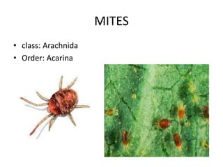 MITES
• class: Arachnida
• Order: Acarina
 