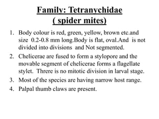 Family: Tetranychidae
( spider mites)
1. Body colour is red, green, yellow, brown etc.and
size 0.2-0.8 mm long.Body is flat, oval.And is not
divided into divisions and Not segmented.
2. Chelicerae are fused to form a stylopore and the
movable segment of chelicerae forms a flagellate
stylet. Threre is no mitotic division in larval stage.
3. Most of the species are having narrow host range.
4. Palpal thumb claws are present.
 