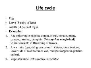 Life cycle
• Egg
• Larva (3 pairs of legs)
• Adults ( 4 pairs of legs)
• Examples:
1. Red spider mite on okra, cotton, citrus, tomato, grape,
papaya, jasmine, pumpkin. Tetranychus macfarlani(
telarius) results in Browning of leaves.
2. Jowar mite ( greyish green colour): Oligonychus indicus,
lower side of leaf becomes wet, red spots appear in patches
on leaf.
3. Vegetable mite, Tetranychus cucurbitae
 